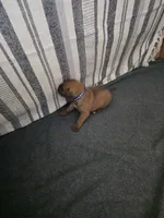 Blue collar Apricot male, a male Bullmastiff and English Mastiff for sale in Richlands, NC – 5 of 5