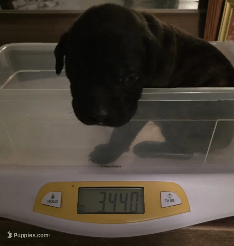 Purple collar brindle female – Bullmastiff, English Mastiff puppy for sale in Richlands, NC
