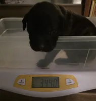 Purple collar brindle female, a female Bullmastiff and English Mastiff for sale in Richlands, NC – 1 of 5