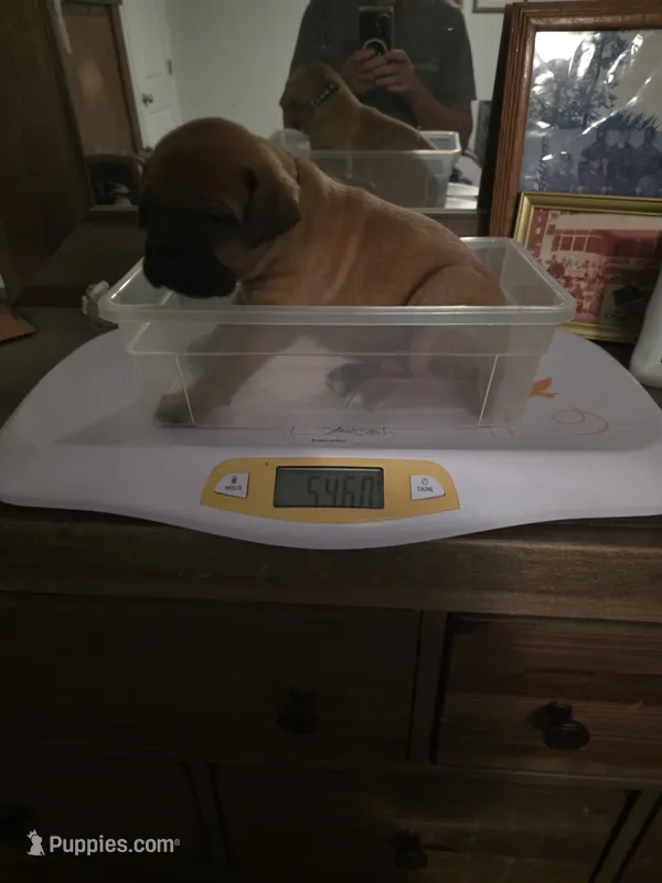 Blue collar Apricot male – Bullmastiff, English Mastiff puppy for sale in Richlands, NC