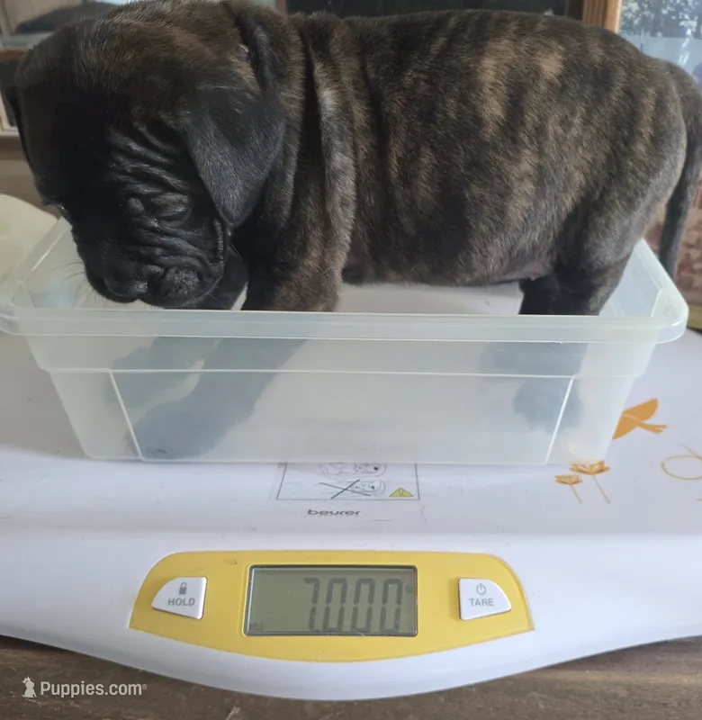 Purple collar brindle female – Bullmastiff, English Mastiff puppy on hold in Richlands, NC