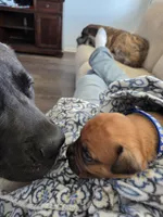 Blue collar Apricot male, a male Bullmastiff and English Mastiff for sale in Richlands, NC – 3 of 5