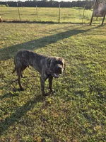 Purple collar brindle female, a female Bullmastiff and English Mastiff for sale in Richlands, NC – 5 of 5