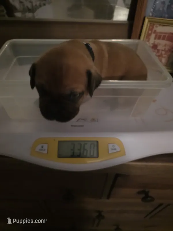 Blue collar Apricot male – Bullmastiff, English Mastiff puppy for sale in Richlands, NC