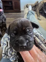 Purple collar brindle female, a female Bullmastiff and English Mastiff for sale in Richlands, NC – 3 of 5