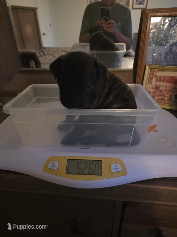 Purple collar brindle female – Bullmastiff, English Mastiff puppy on hold in Richlands, NC