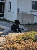 Bagha, a male American Pit Bull Terrier and Labrador Retriever for sale in Maitland, FL – 2 of 3