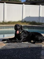 Bagha, a male American Pit Bull Terrier and Labrador Retriever for sale in Maitland, FL – 1 of 3