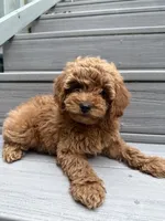 Pip, a female Cavapoo for sale in Dallas, TX – 4 of 5