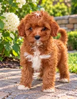 Arya, a female Cavapoo for sale in Dallas, TX – 3 of 3
