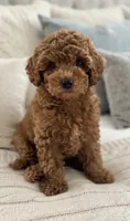 Barnaby, a male Cavapoo for sale in Dallas, TX – 1 of 6