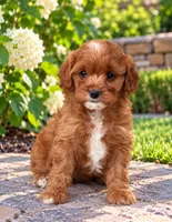 Allie, a female Cavapoo for sale in Dallas, TX – 2 of 4