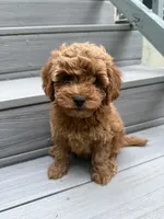 Pip, a female Cavapoo for sale in Dallas, TX – 5 of 5