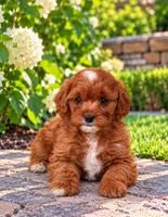 Allie, a female Cavapoo for sale in Dallas, TX – 1 of 4