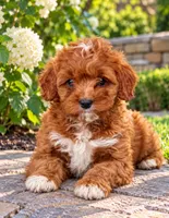 Arya, a female Cavapoo for sale in Dallas, TX – 1 of 3