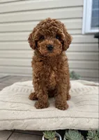 Barnaby, a male Cavapoo for sale in Dallas, TX – 6 of 6