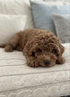 Barnaby, a male Cavapoo for sale in Dallas, TX – 5 of 6