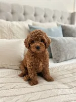 Barnaby, a male Cavapoo for sale in Dallas, TX – 3 of 6