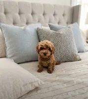 Pip, a female Cavapoo for sale in Dallas, TX – 3 of 5