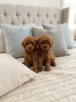 Pip, a female Cavapoo for sale in Dallas, TX – 2 of 3