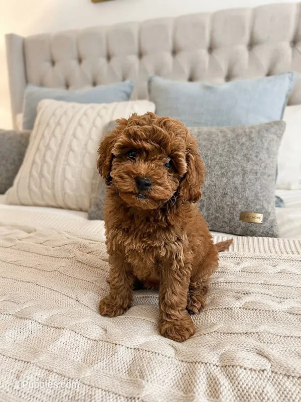 Pip – Cavapoo puppy for sale in Dallas, TX