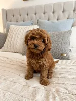 Pip, a female Cavapoo for sale in Dallas, TX – 3 of 3