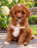 Arya, a female Cavapoo for sale in Dallas, TX – 2 of 3