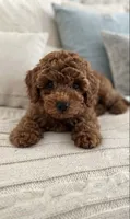 Barnaby, a male Cavapoo for sale in Dallas, TX – 4 of 6