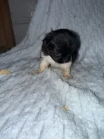 Lily, a female Pekingese and Shih Tzu for sale in Shirley, AR – 3 of 3