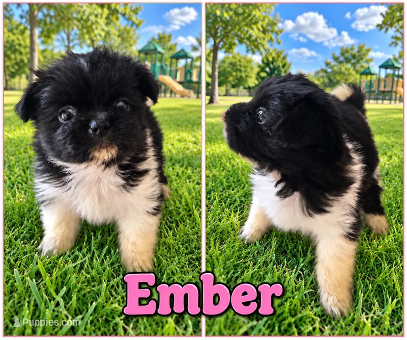 Ember  – Pekingese, Shih Tzu puppy for sale in Shirley, AR