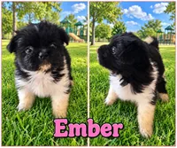 Ember , a female Pekingese and Shih Tzu for sale in Shirley, AR – 1 of 1
