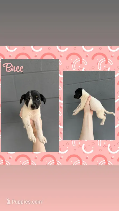 Bree – Jack Russell Terrier, Chihuahua puppy for sale in Shirley, AR
