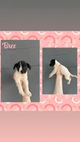 Bree, a female Jack Russell Terrier and Chihuahua for sale in Shirley, AR – 1 of 2