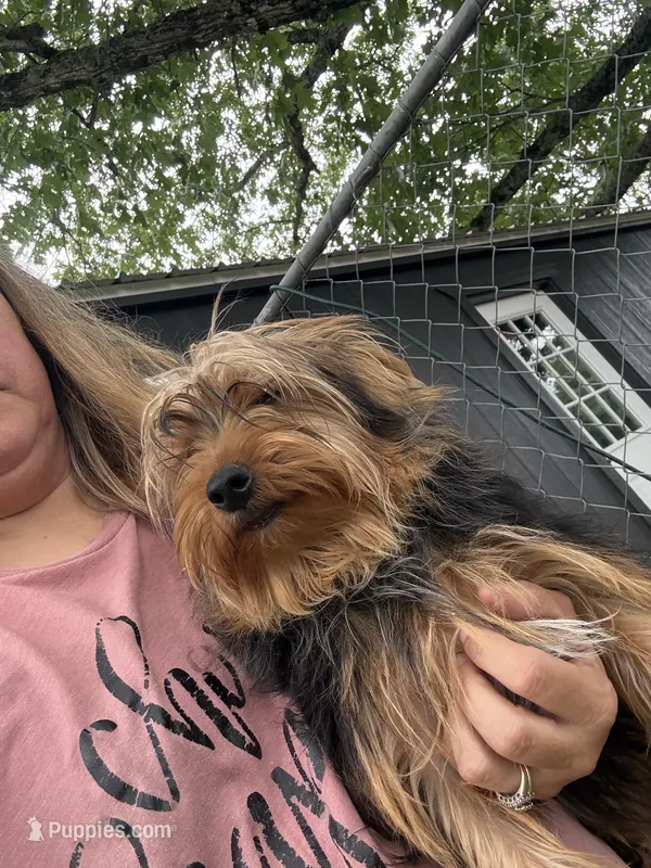 Tripper – Yorkshire Terrier puppy for sale in Shirley, AR