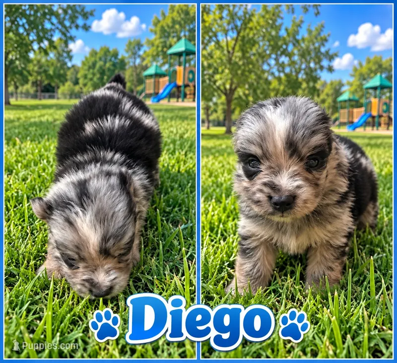 Diego  – Pomeranian puppy for sale in Shirley, AR