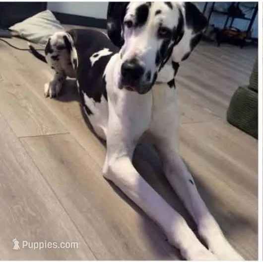 Striker/Buddy – Great Dane puppy for sale in Shirley, AR