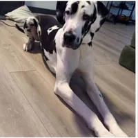 Striker/Buddy, a male Great Dane for sale in Shirley, AR – 1 of 2