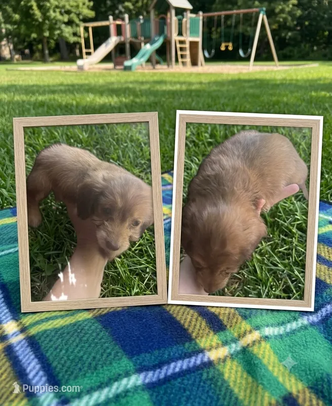 Sheba  – Doxiepoo puppy for sale in Shirley, AR
