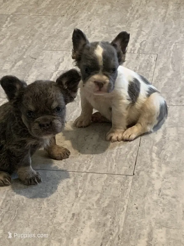 Johnny  – French Bulldog puppy for sale in Shirley, AR
