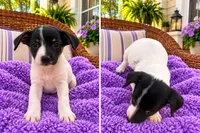 Bree, a female Jack Russell Terrier and Chihuahua for sale in Shirley, AR – 2 of 2