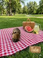 Tula , a female French Bulldog for sale in Shirley, AR – 2 of 2
