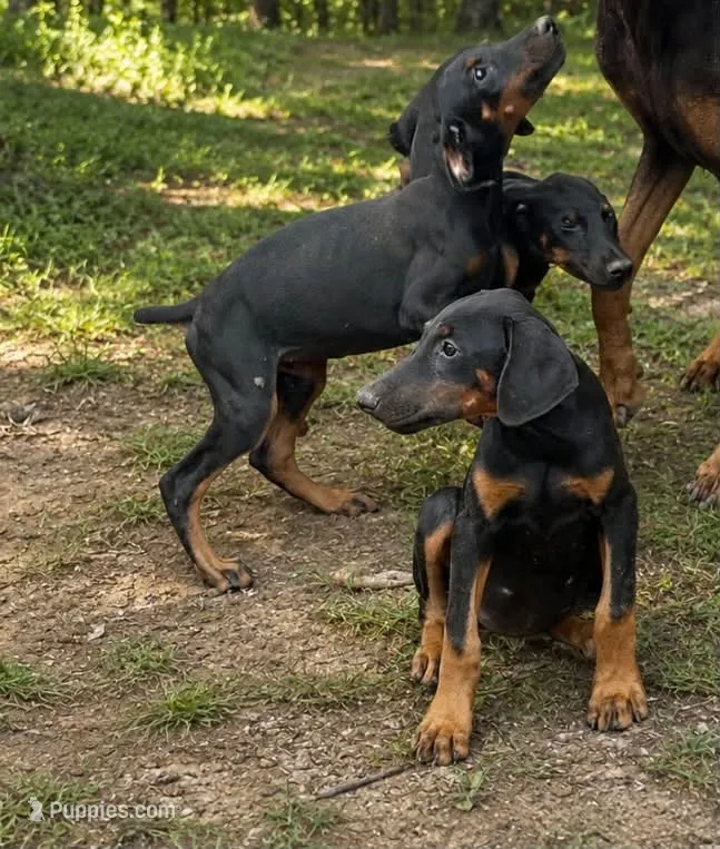 Jenny  – Doberman Pinscher puppy for sale in Shirley, AR
