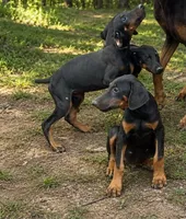 Jenny , a female Doberman Pinscher for sale in Shirley, AR – 1 of 1