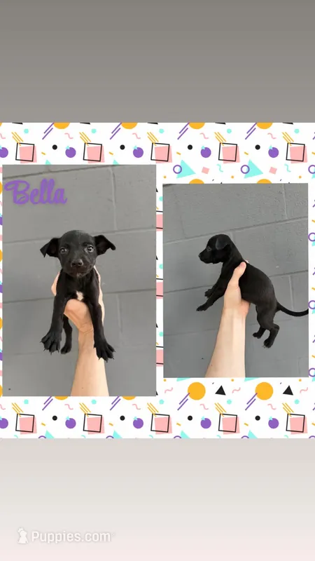 Bella  – Jack Russell Terrier, Chihuahua puppy for sale in Shirley, AR