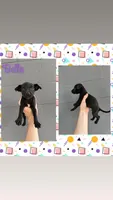 Bella , a female Jack Russell Terrier and Chihuahua for sale in Shirley, AR – 1 of 2