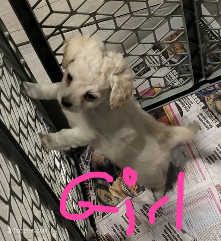 Josie  – Maltipoo, Maltese puppy for sale in Shirley, AR