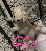 Josie , a female Maltipoo and Maltese for sale in Shirley, AR – 1 of 1