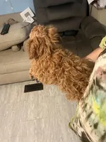 Precious , a female Poodle - Toy  and Poodle - Miniature  for sale in Shirley, AR – Photo 3 of 3