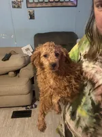 Precious , a female Poodle - Toy  and Poodle - Miniature  for sale in Shirley, AR – Photo 1 of 3