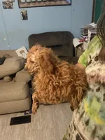 Precious , a female Poodle - Toy  and Poodle - Miniature  for sale in Shirley, AR – Photo 2 of 3